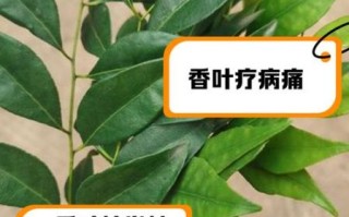 孕妇能吃香叶吗_香叶对孕妇的影响