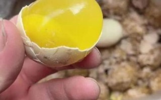 孕妇能吃变鸡蛋吗_变蛋对孕妇安全吗