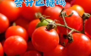 圣女果孕妇可以吃吗_圣女果孕妇吃多少合适