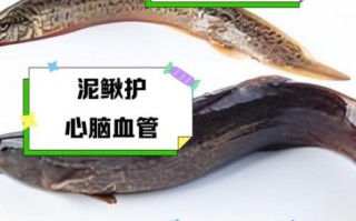 孕妇能吃泥鳅吗_孕妇吃泥鳅对胎儿好吗