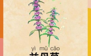 益母草孕妇可以吃吗_孕妇能吃益母草吗