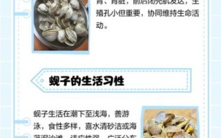 孕妇能吃蚬子吗_孕期吃蚬子的注意事项