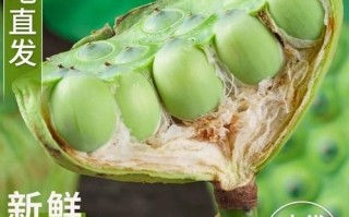 孕妇可以吃莲蓬吗_莲蓬对胎儿有影响吗