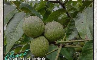 孕妇能吃核桃吗_核桃对胎儿有什么好处