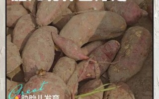 孕妇能吃土豆吗_怀孕吃土豆对胎儿好吗
