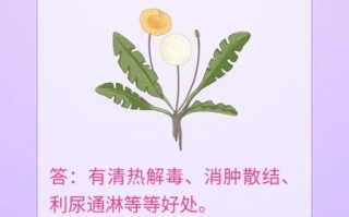 孕妇喝蒲公英水安全吗_孕妇喝蒲公英水有哪些好处