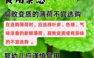 孕妇可以吃薄荷吗_薄荷对孕妇的影响