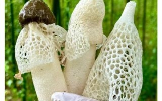 孕妇能吃竹荪吗_竹荪对孕妇有什么好处