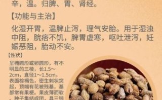 砂仁孕妇可以吃吗_砂仁对孕妇安全吗