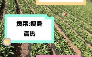 孕妇可以吃贡菜吗_贡菜对孕妇的好处与禁忌