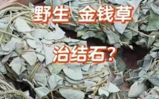 金钱草孕妇可以吃吗_金钱草对孕妇安全吗
