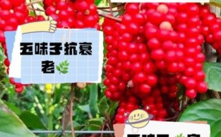 孕妇可以吃五味子吗_五味子对孕妇的影响