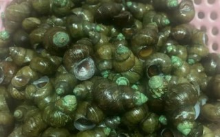 孕妇吃了石螺怎么办_对胎儿有影响吗