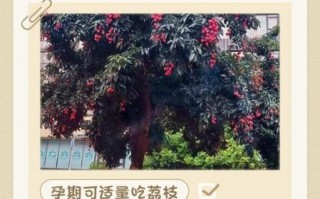 孕妇可以吃荔枝吗_孕妇吃荔枝注意事项