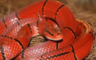 孕妇梦见红色的蛇是什么意思_胎梦解析与心理暗示