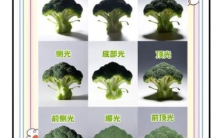 静物镜头怎么选_静物摄影用什么镜头