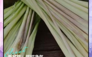 孕妇可以吃香茅吗_香茅对孕妇的影响