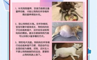 孕妇能养狗吗_孕期养狗注意事项