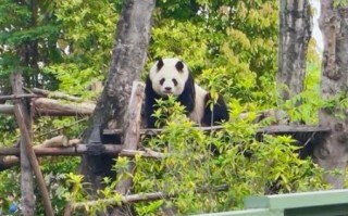 大熊猫为什么被视为国宝_大熊猫的栖息地在哪里