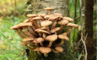 孕妇可以吃茶树菇吗_茶树菇对胎儿好吗