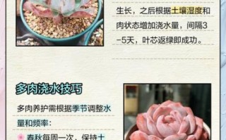 多肉植物怎么养_多肉多久浇一次水