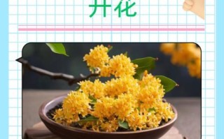 孕妇可以吃桂花吗_孕妇吃桂花对胎儿有影响吗