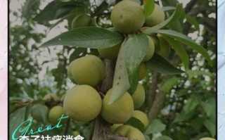 孕妇吃李子对胎儿好吗_李子对孕妇的好处和坏处