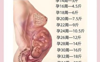 孕妇胖了怎么减肥_孕期控制体重的安全方法