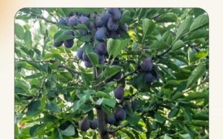 孕妇可以吃西梅吗_西梅对胎儿的影响