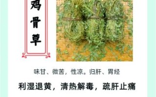 鸡骨草孕妇可以喝吗_鸡骨草对孕妇的影响