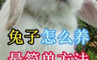 兔子怎么养_兔子吃什么