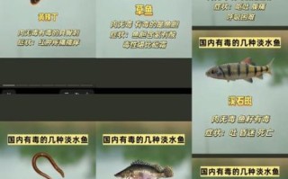 孕妇可以吃黄辣丁鱼吗_黄辣丁鱼孕妇食用禁忌