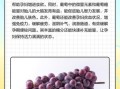 孕妇能吃葡萄吗_孕期吃葡萄的注意事项