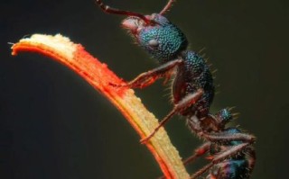 微距镜头手机怎么选_微距镜头手机推荐