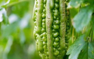 孕妇吃苦瓜对胎儿好吗_孕期能不能吃苦瓜