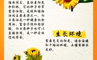 向日葵为什么总是向着太阳_向日葵的生长习性