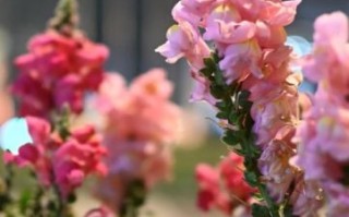 dx镜头是什么_dx镜头值得买吗