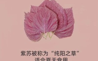 孕妇可以喝紫苏水吗_紫苏水对胎儿有影响吗