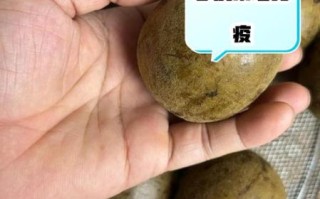 孕妇能吃罗汉果吗_罗汉果泡水对胎儿有影响吗