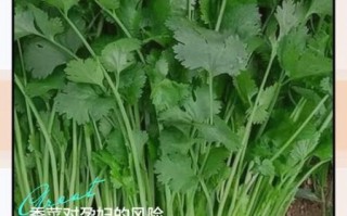 孕妇能吃香菜吗初期_怀孕初期吃香菜安全吗