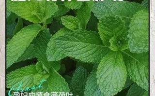 孕妇可以吃薄荷糖吗_怀孕吃薄荷糖对胎儿有影响吗