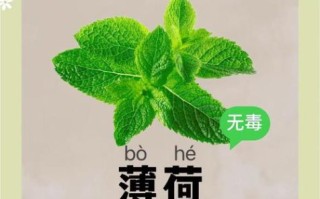 薄荷糖孕妇可以吃吗_孕期吃薄荷糖安全吗