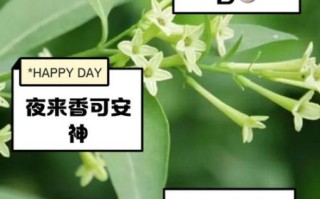 夜香花孕妇可以吃吗_夜香花对孕妇的影响