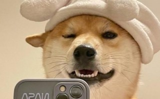 狗头镜头适合拍什么_狗头镜头值得买吗