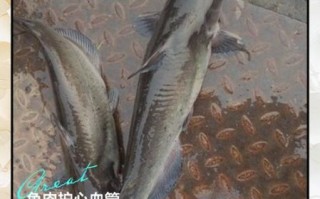 孕妇能吃鮰鱼吗_鮰鱼对孕妇的好处与禁忌