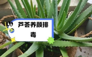 孕妇可以吃芦荟吗_芦荟对孕妇的危害