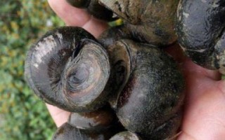 孕妇梦见田螺生男生女_梦见田螺预示什么