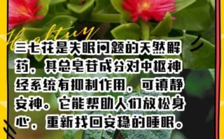 三七花孕妇可以喝吗_孕期喝三七花有什么风险