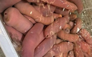 孕妇能吃海肠吗_海肠对孕妇的影响