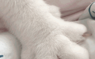 如何描写猫的动态_猫的性格怎么写